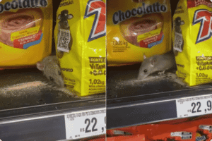 Rato é flagrado comendo achocolatado em Supermercado em SP