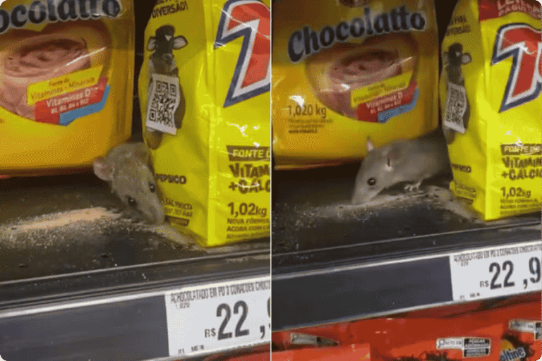 Rato é flagrado comendo achocolatado em Supermercado em SP
